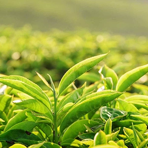 Green-Tea-Leaves